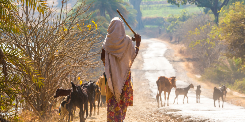 Femme guidant un troupeau de chèvres sur un chemin de campagne. Femme guidant un troupeau de chèvres sur un chemin de campagne.