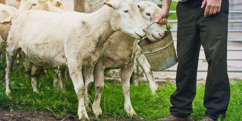 Image d'une personne nourrissant des moutons.